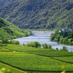 wijngaarden mosel