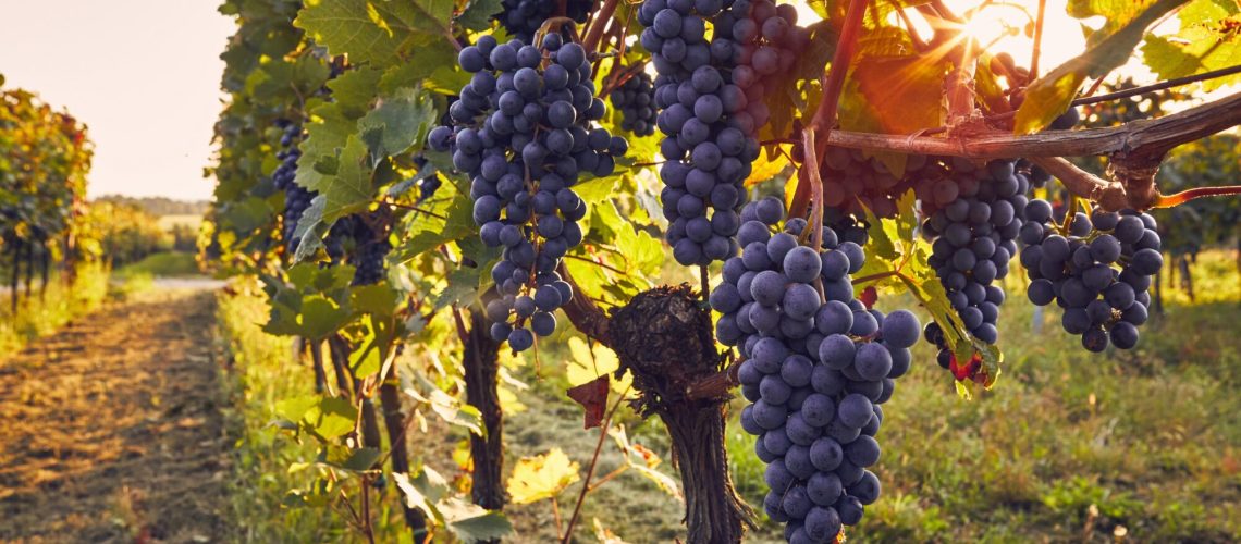 Wijngaard met een tros blauwe druiven met de zon op de achtergrond